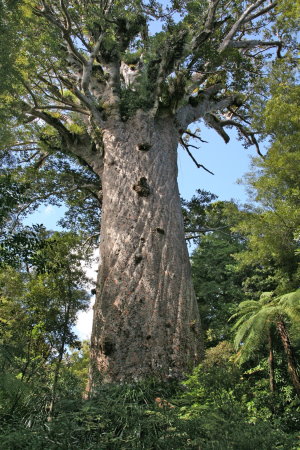 Visit ancient Kauri Trees